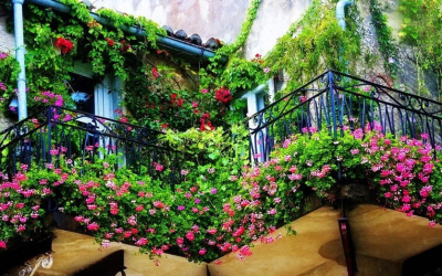 Vườn tường nhà phố, phong cách trang trí mới của giới thượng lưu Hà Nội