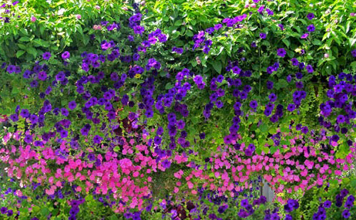 hoa theo mùa cho vườn tường