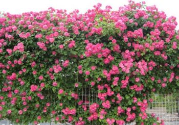 vườn tường hoa leo - giải pháp chống nóng