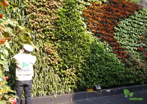 Thi công vườn tường xanh ngoài trời tại Nghi Tàm - Hà Nội