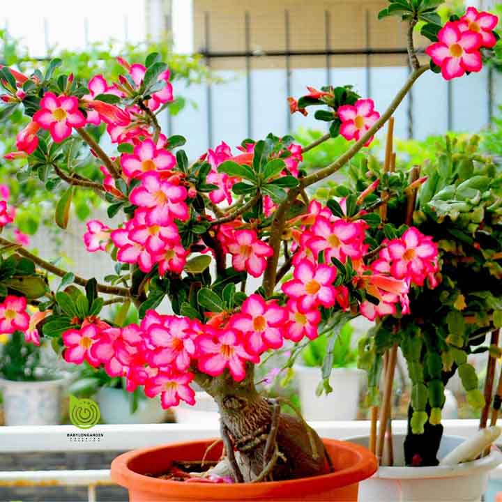 cay-su-hoa-hong-bonsai