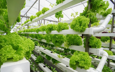 So sánh phương pháp thi công vườn tường khí canh và thủy canh