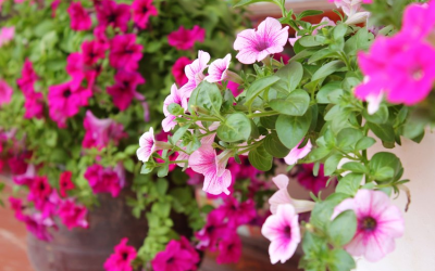 Tại sao nên chọn vườn tường đứng cho tòa nhà cao tầng?