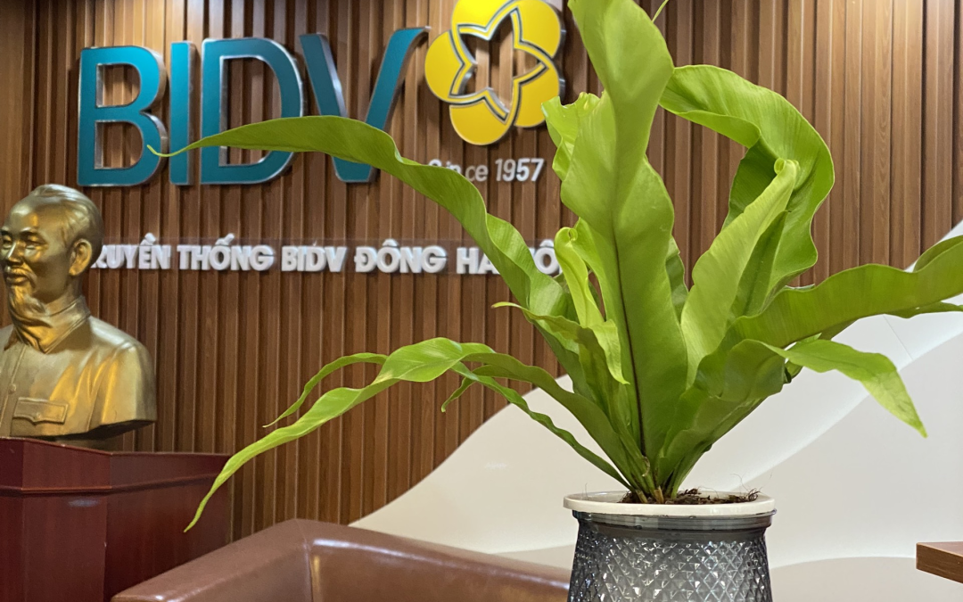 Dịch vụ cho thuê cây để bàn của Babylon