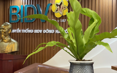 Dịch vụ cho thuê cây để bàn của Babylon