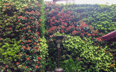 Top 10 loại cây phù hợp trồng vườn tường