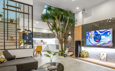 Cho thuê cây để bàn giá rẻ? Quy trình chăm sóc cây văn phòng