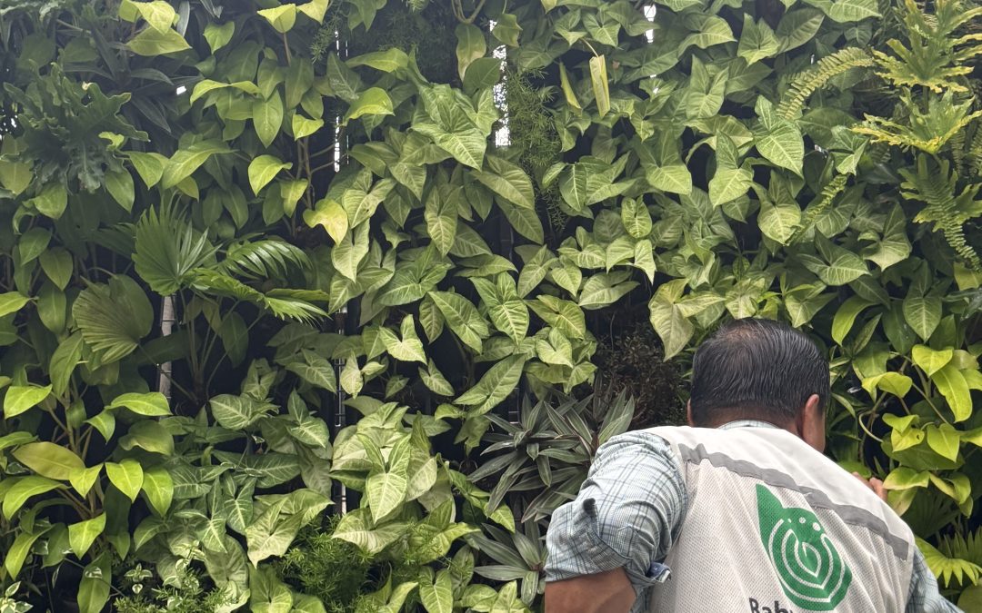 Green Core Babylon – Giải pháp hạn chế lỗi kỹ thuật vườn tường