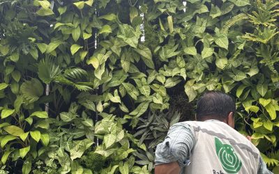 Green Core Babylon – Giải pháp hạn chế lỗi kỹ thuật vườn tường