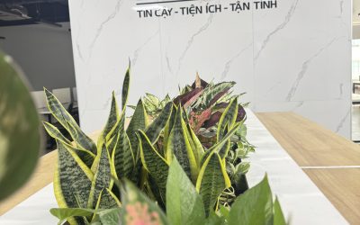 15 loại cây văn phòng phù hợp trong môi trường sử dụng điều hòa